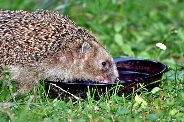 Tips för att förlänga Hedgehog-livslängden