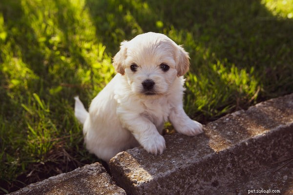 Le zampe dei cuccioli:quattro cose che dovresti sapere