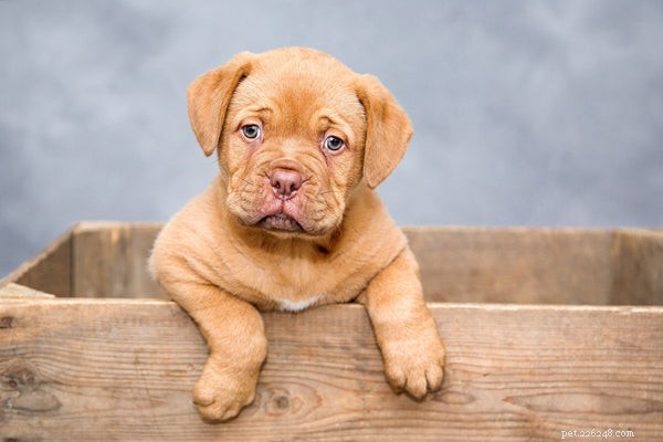 Puppy Paws:Fyra saker du bör veta