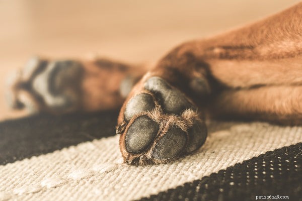 Le zampe dei cuccioli:quattro cose che dovresti sapere