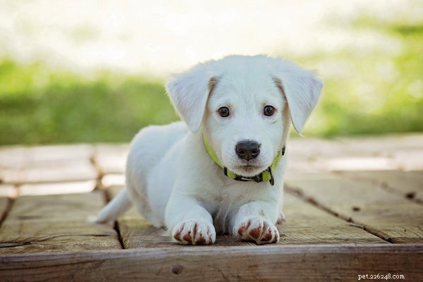 Canine Distemper:Ken deze belangrijke feiten