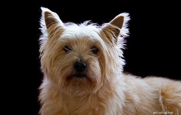 Cairn Terrier :ce que vous devez savoir sur cette adorable race