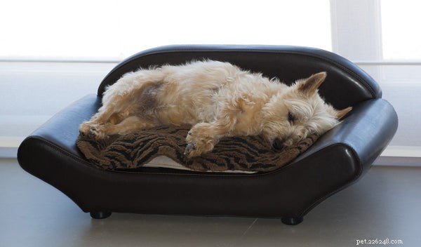 Cairn Terrier:이 사랑스러운 품종에 대해 알아야 할 사항