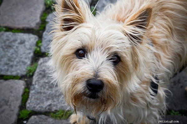 Cairn Terrier:wat je moet weten over dit prachtige ras