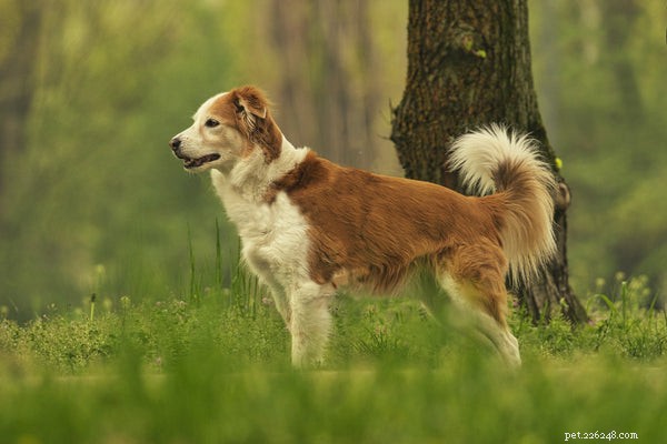 Péče o psy:Tipy pro péči o vaše štěně