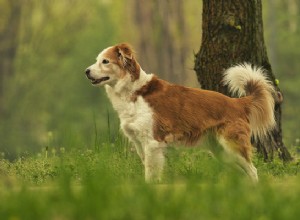 Péče o psy:Tipy pro péči o vaše štěně