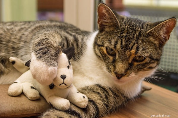 Aqui estão os melhores brinquedos para gatos para seu amigo felino