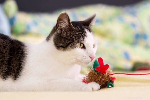 Ecco i migliori giocattoli per gatti per il tuo amico felino