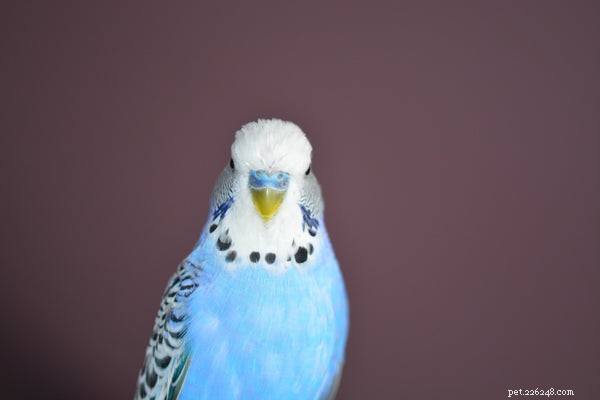 Parakeet modrá:Vše, co potřebujete vědět