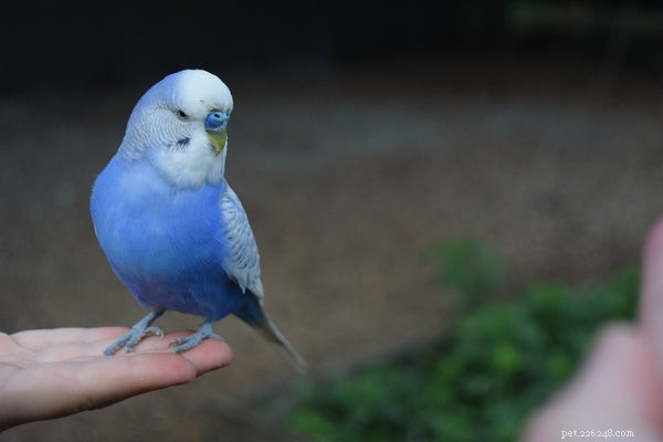 Blue Parakeet:Allt du behöver veta