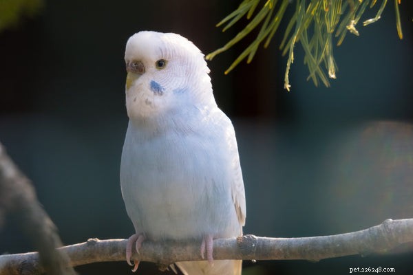Голубой попугай:все, что вам нужно знать