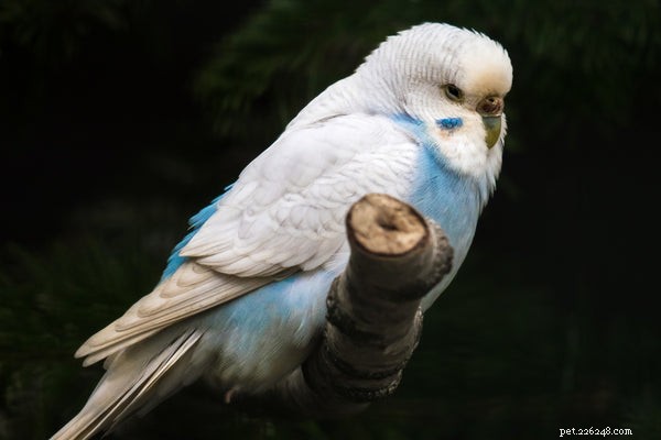 Голубой попугай:все, что вам нужно знать