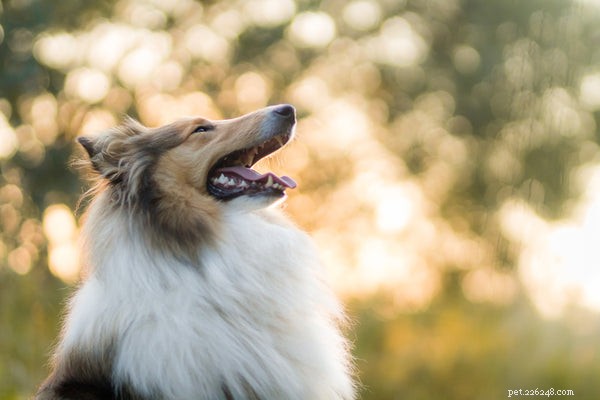 Rough Collie Puppies:alles wat je moet weten