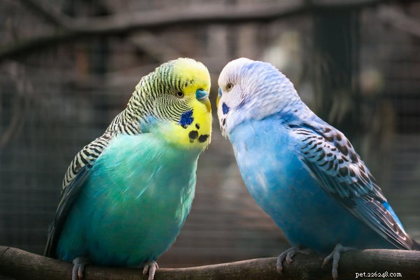Délka života papoušků:Jak jim pomoci žít dlouhý zdravý život