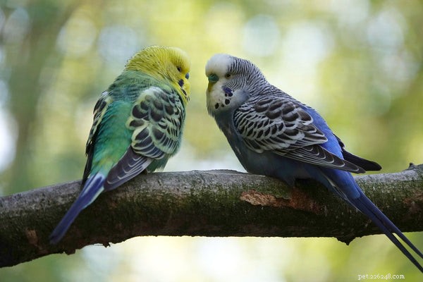 Délka života papoušků:Jak jim pomoci žít dlouhý zdravý život