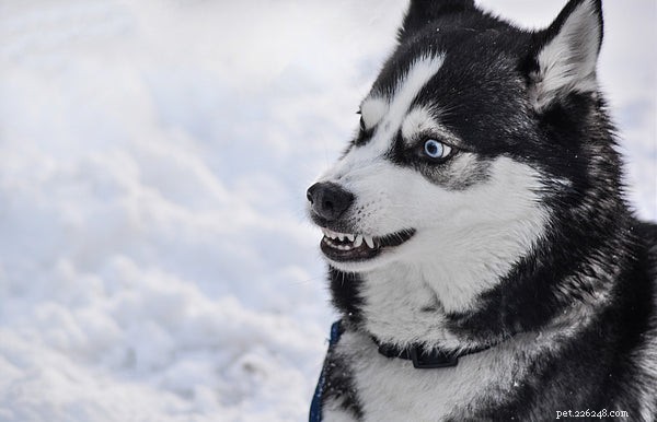 Il miglior dentifricio per cani:cosa sapere prima di acquistare
