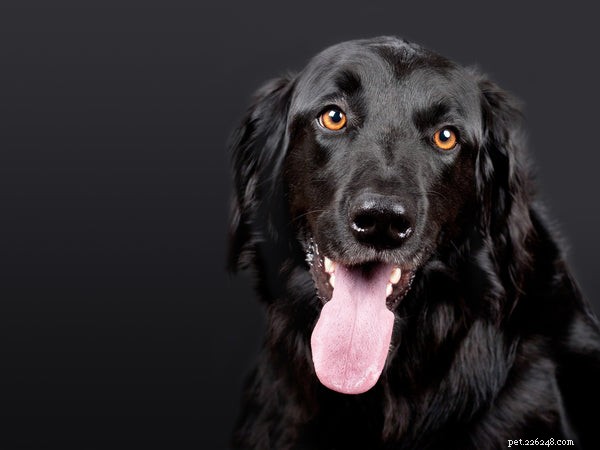 Meilleur dentifrice pour chien :ce qu il faut savoir avant d acheter