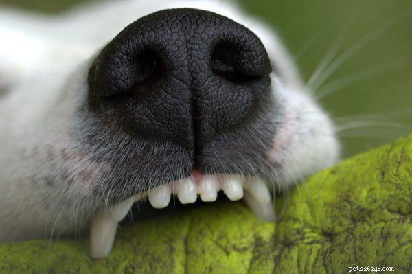 Nejlepší psí zubní pasta:Co byste měli vědět, než si ji koupíte