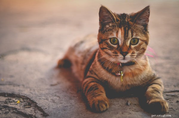 Hjärtmask hos katter:Vad du behöver veta för att skydda din katt