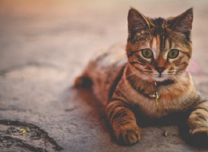 Сердечный червь у кошек:что нужно знать, чтобы защитить свою кошку
