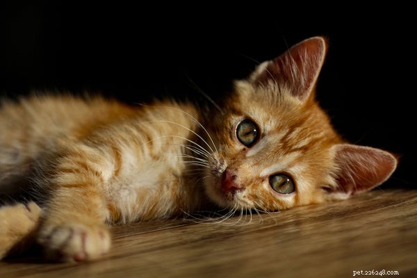 고양이 심장사상충:고양이를 보호하기 위해 알아야 할 사항