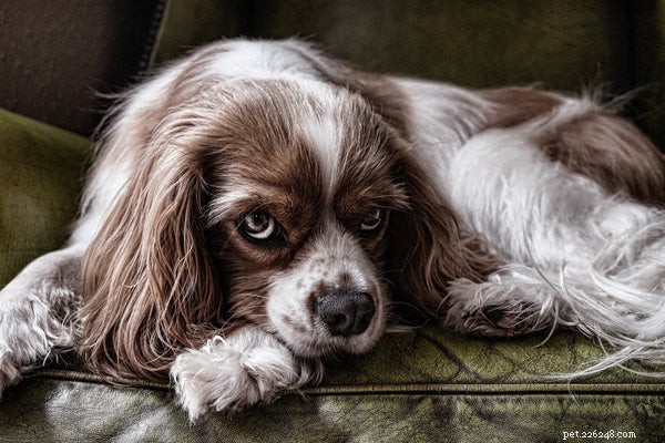 Comment aider un chien souffrant d anxiété de séparation