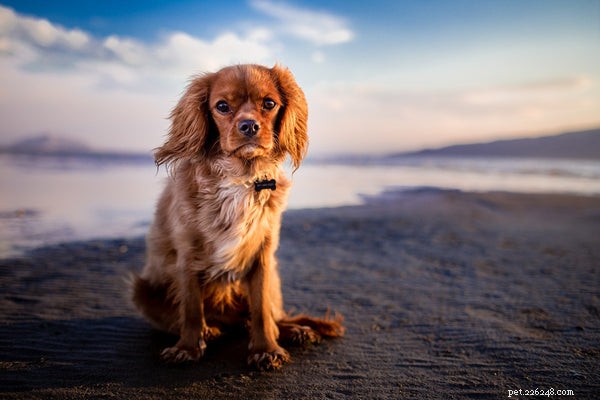 개를 위한 관절 보조제:최고의 강아지를 선택하는 방법