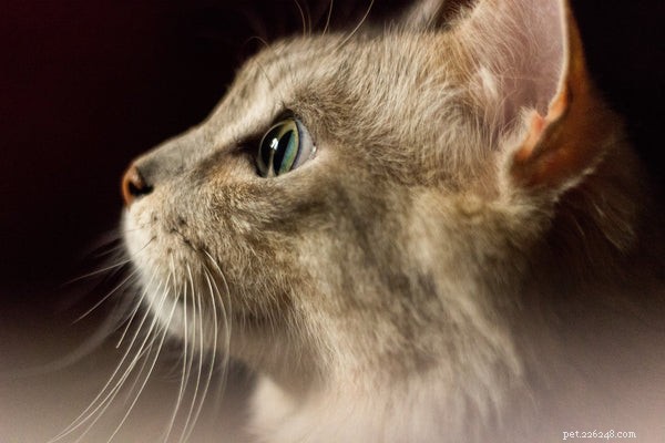 Nariz de gato:condições comuns de nariz de gato