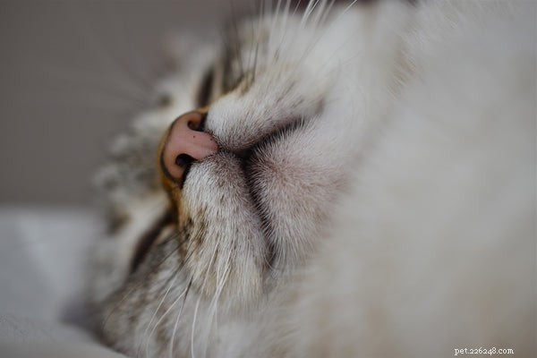 Kočičí nos:Běžné stavy kočičího nosu