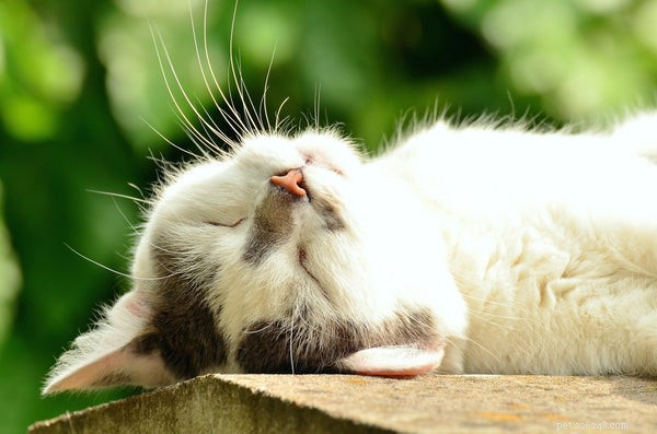 고양이 코:일반적인 고양이 코 질환