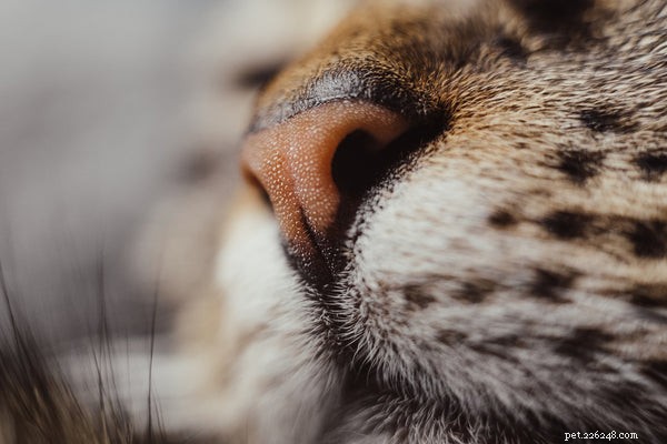 Kočičí nos:Běžné stavy kočičího nosu