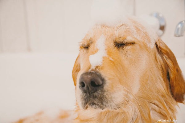 Miglior shampoo per cuccioli:cosa devi sapere