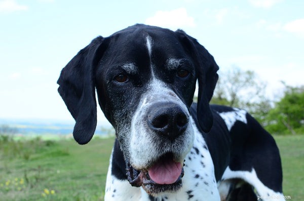 The Pointer Dog:Heres What You Need to Know