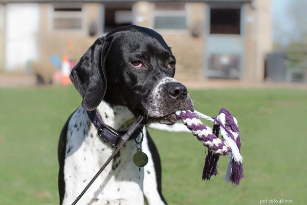 The Pointer Dog:Heres What You Need to Know