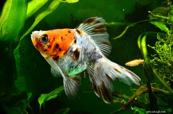 Types de poissons rouges :apprenez à connaître ces petits poissons