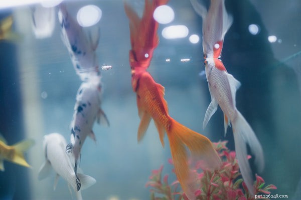 Typer av guldfisk:Lär känna dessa små fiskar