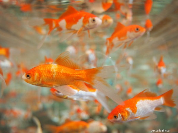 Typer av guldfisk:Lär känna dessa små fiskar