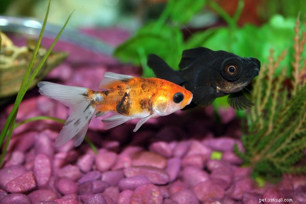Tipi di pesci rossi:conosci questi pesciolini