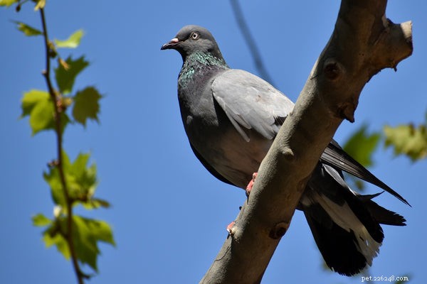 De största skillnaderna mellan Dove vs Pigeon