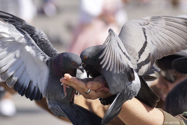 Prime differenze tra colomba e piccione