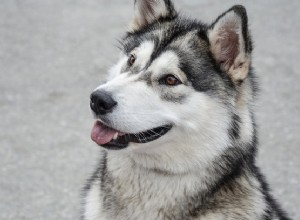 Malamutský pes:Vědět tyto věci o tomto úžasném psovi
