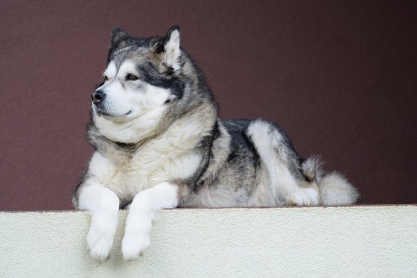 Malamute Dog:Vet dessa saker om denna underbara hund