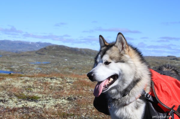 Malamutský pes:Vědět tyto věci o tomto úžasném psovi