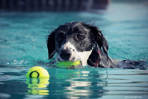 Honden met zwemvliezen:wat u moet weten