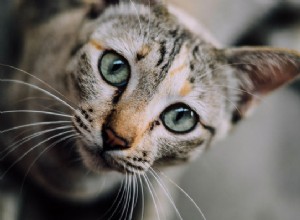 Симптомы диабета у кошек:вот что вам нужно знать
