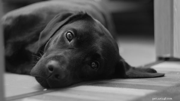 Retrieverhund:Känn till dessa raser