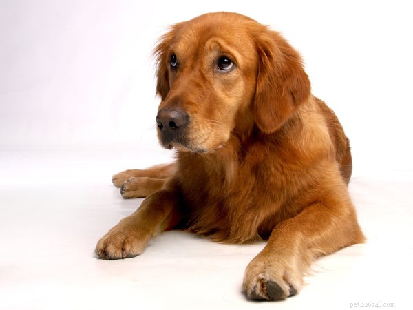 Retrieverhund:Känn till dessa raser