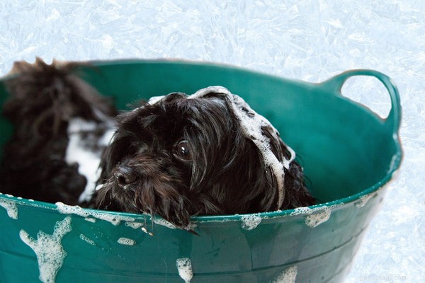 Beste hondenshampoo:shampoos voor alle huidtypes