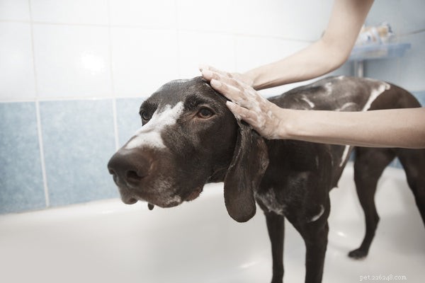 Bästa hundschampot:schampon för alla hudtyper