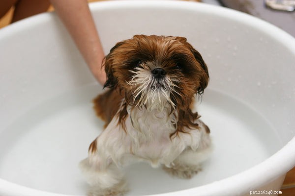Meilleur shampoing pour chien :shampoings pour tous les types de peau